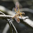 Libelle am Blindensee