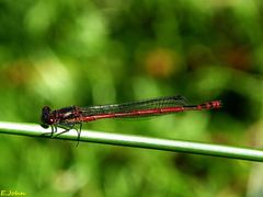 Libelle am Deich. Frühe Adonislibelle