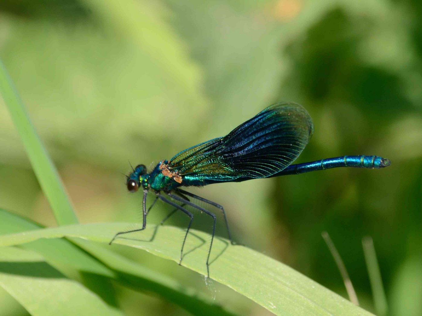 Libelle am Dutenhofener See