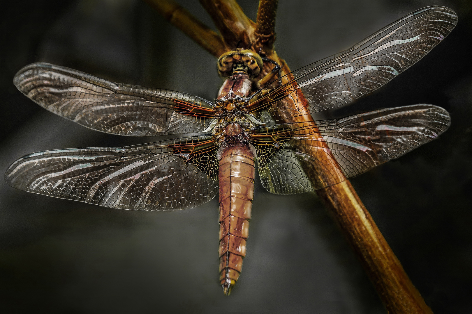 Libelle am eigenen Gartenteich