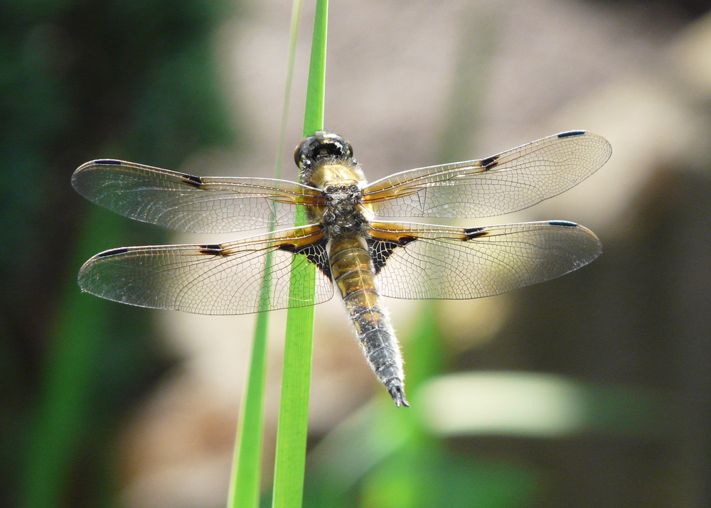 Libelle am eigenen Teich