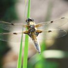 Libelle am eigenen Teich