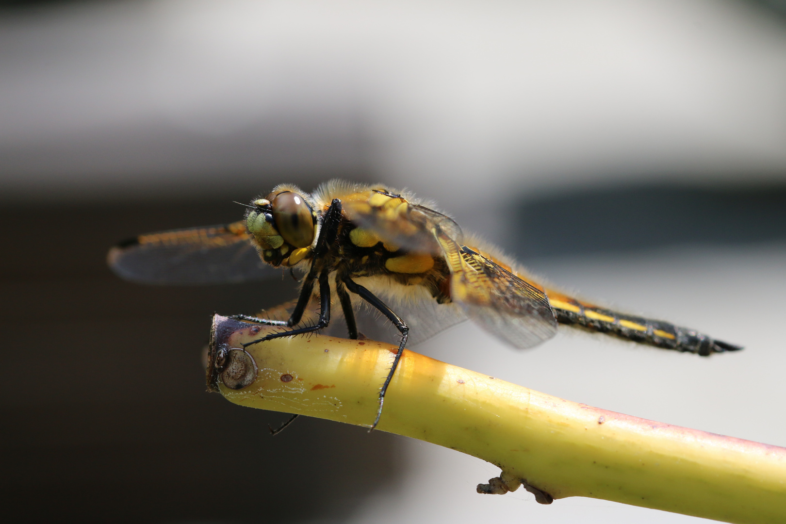 Libelle am ersten Tag nach dem Schlüpfen