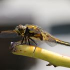 Libelle am ersten Tag nach dem Schlüpfen