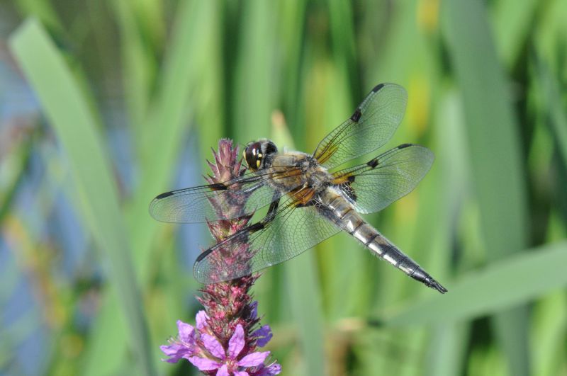 Libelle am Fischweiher 2