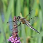 Libelle am Fischweiher 2