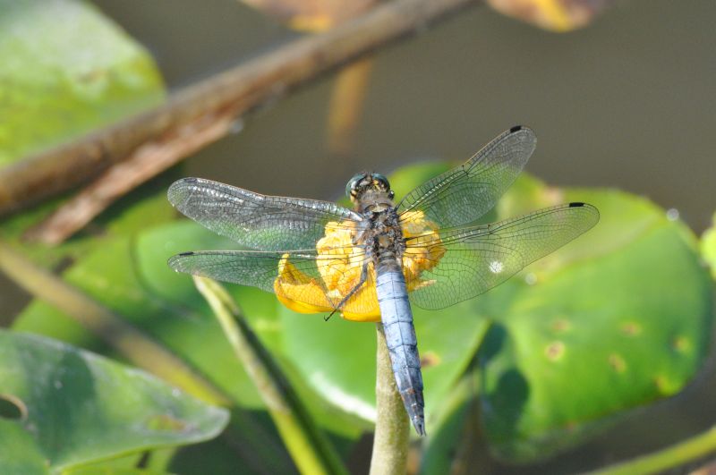 Libelle am Fischweiher