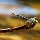 Libelle am Fluss