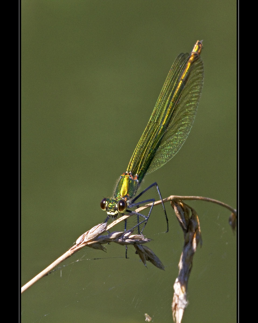 Libelle am Flussrand