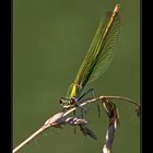 Libelle am Flussrand