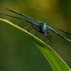 Libelle am frühen Morgen