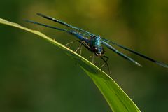 Libelle am frühen Morgen