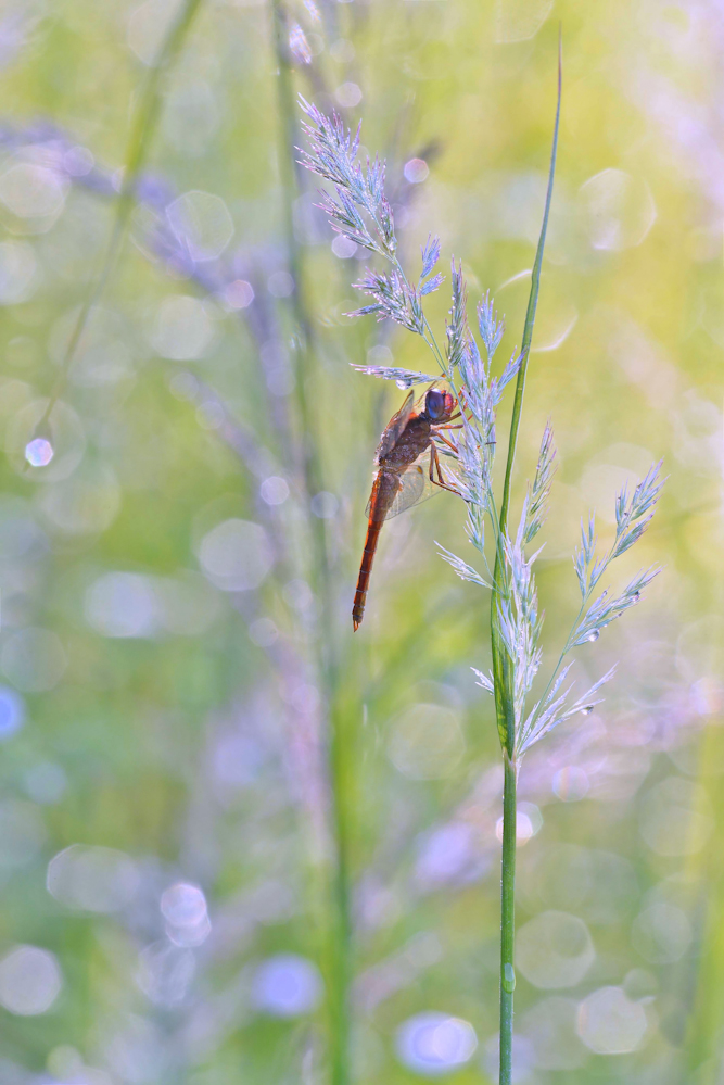 Libelle am frühen Morgen