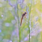 Libelle am frühen Morgen