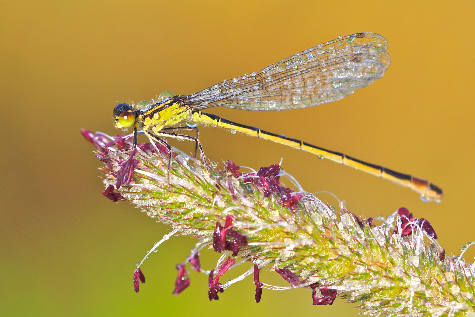 Libelle am frühen Morgen