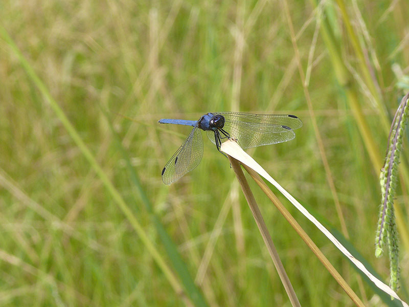 Libelle am Fusse der Drakensberge