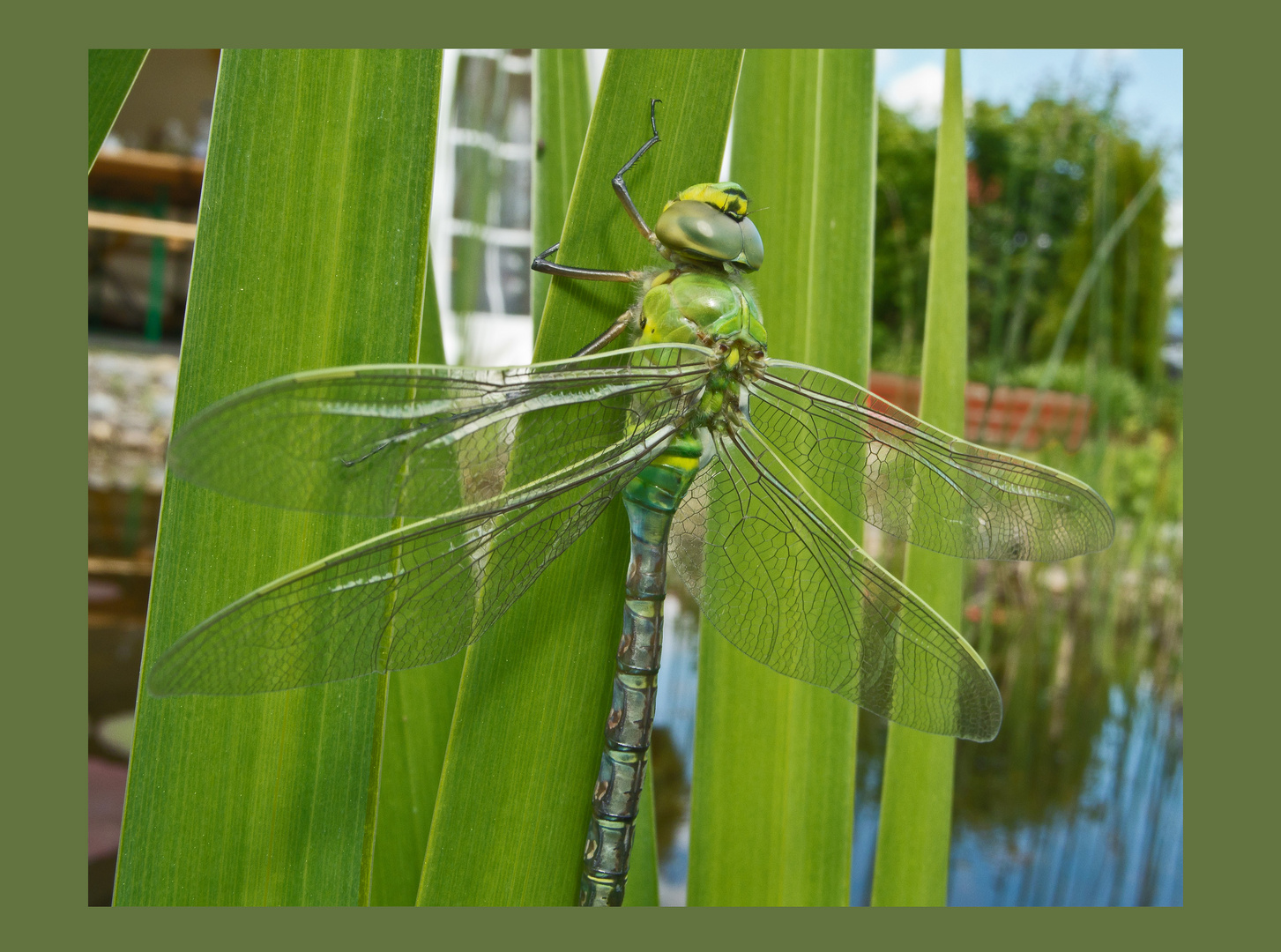 Libelle am Gartenteich