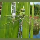 Libelle am Gartenteich