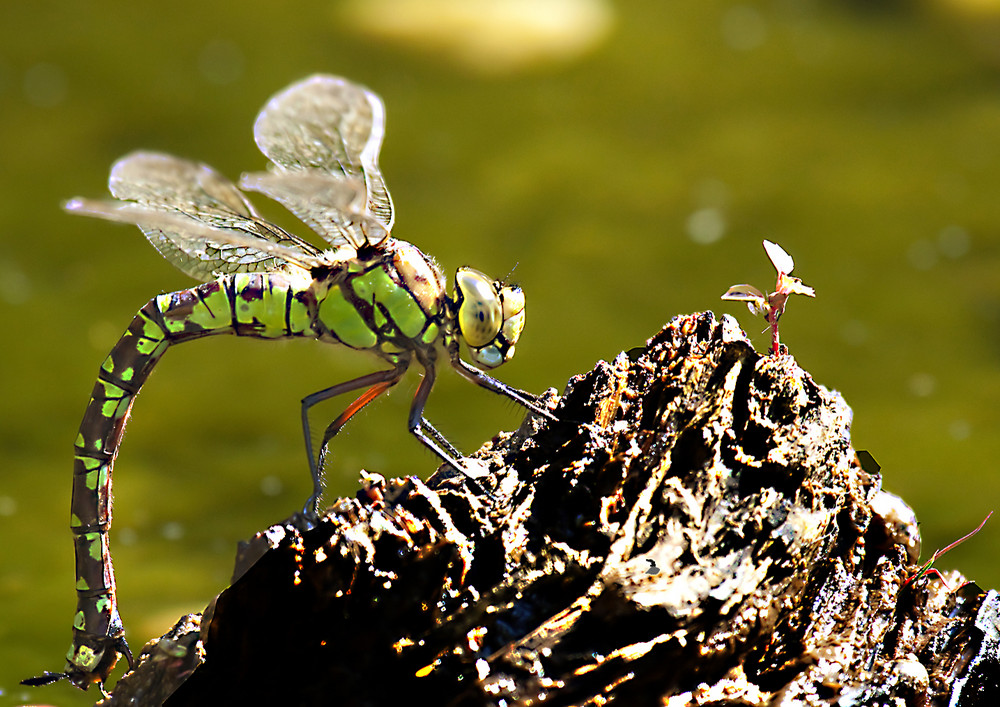 Libelle am Gartenteich