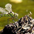 Libelle am Gartenteich