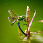 Libelle am Gartenteich