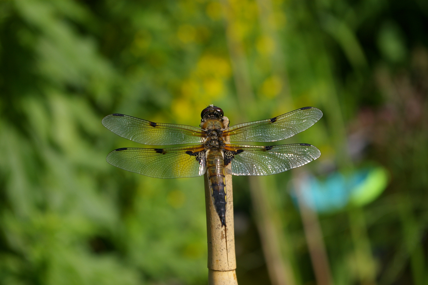 Libelle am Gartenteich