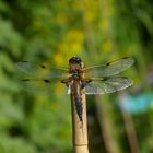 Libelle am Gartenteich