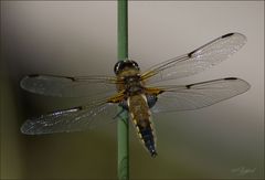 Libelle am Gartenteich 2