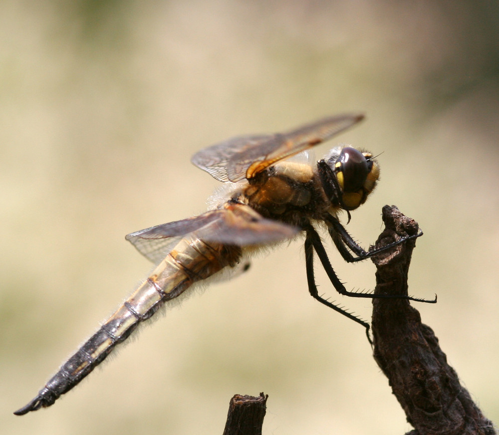 Libelle am Gartenteich