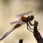 Libelle am Gartenteich