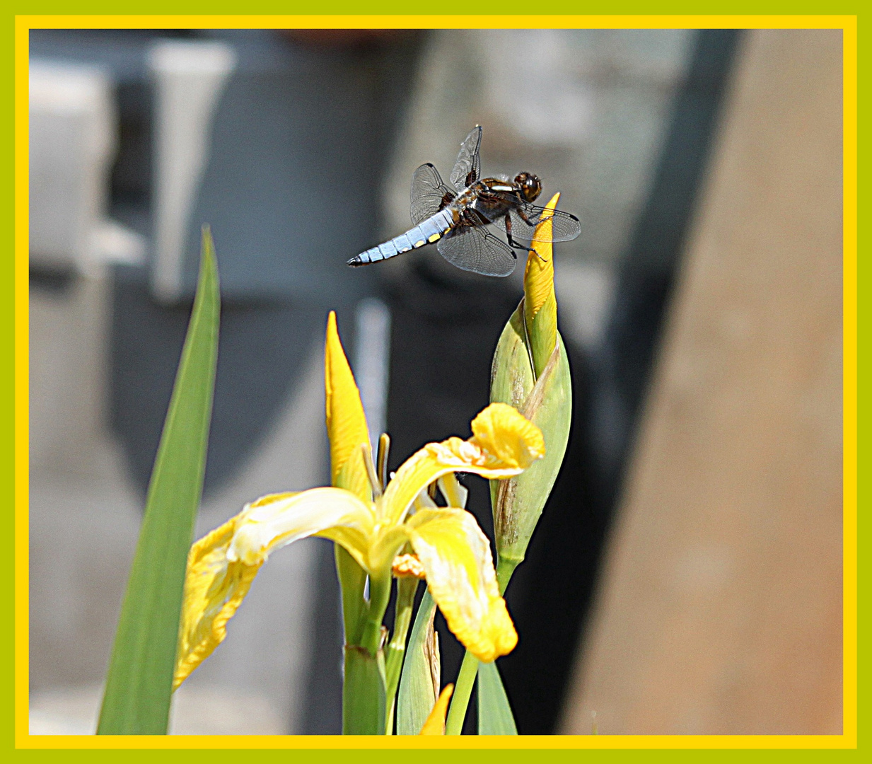 Libelle am Gartenteich