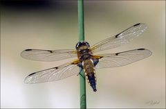 Libelle am Gartenteich 3