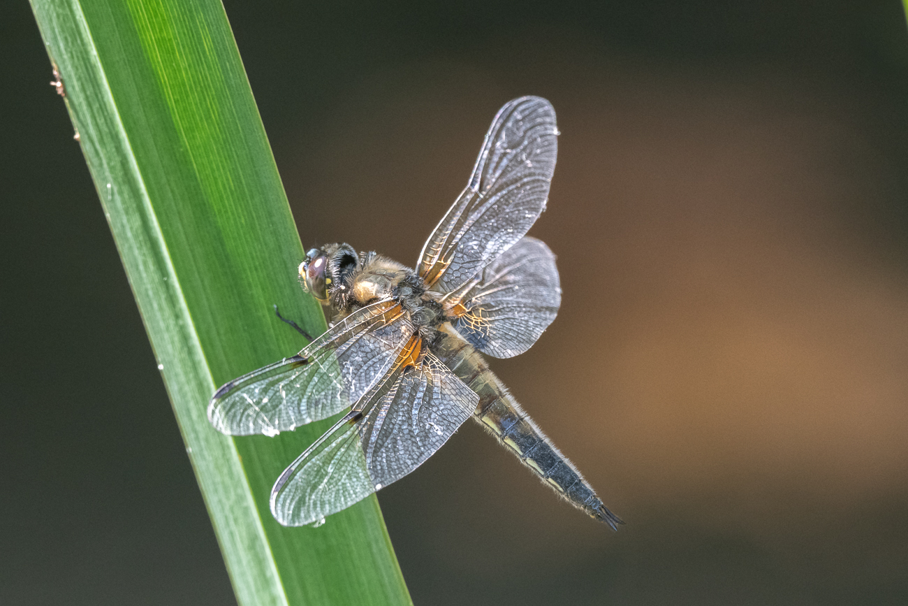 Libelle am Gartenteich