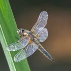 Libelle am Gartenteich