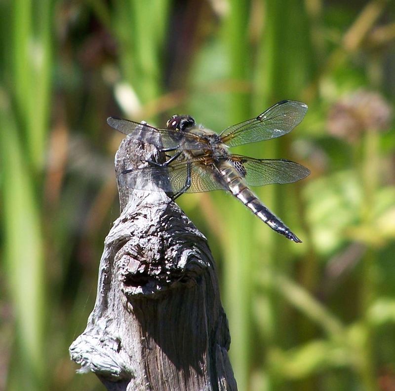 Libelle am Gartenteich