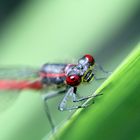 Libelle am Gartenteich