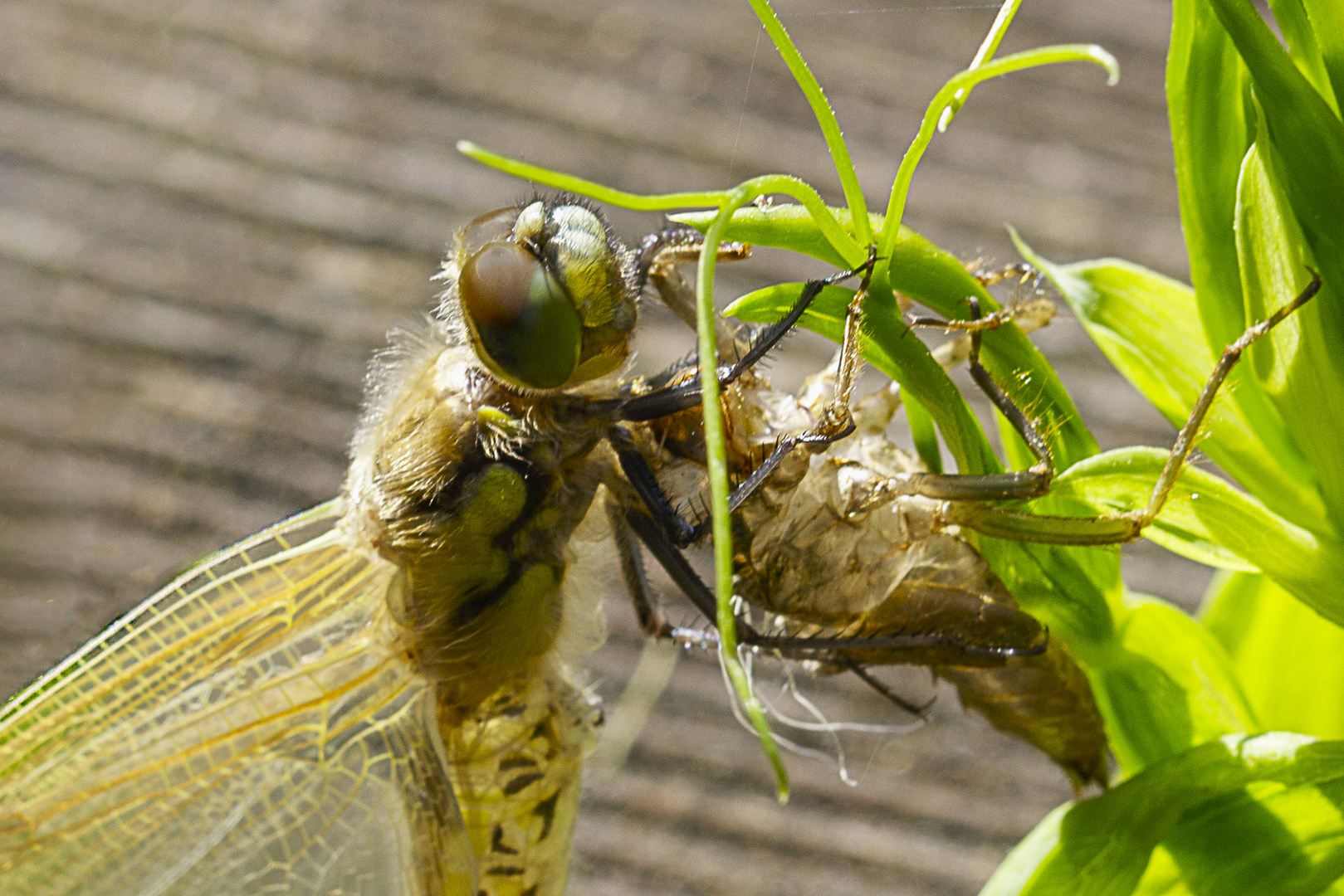 Libelle am Gartenteich 