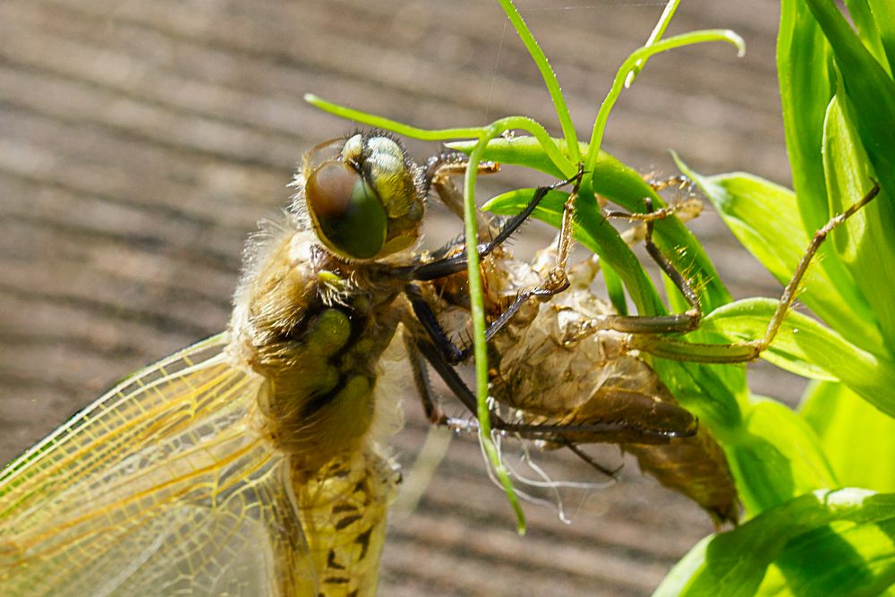 Libelle am Gartenteich 