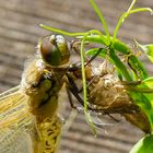 Libelle am Gartenteich 