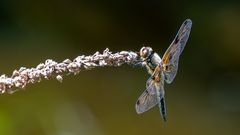 Libelle am Gartenteich