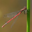 Libelle am Gartenteich