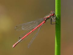 Libelle am Gartenteich