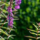 Libelle am Gartenteich