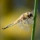 Libelle am Gartenteich 5