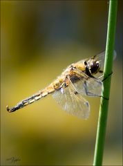 Libelle am Gartenteich 5