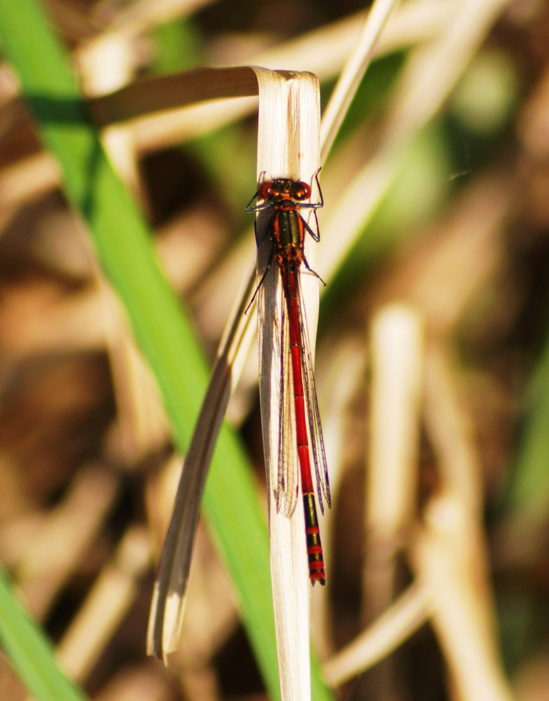 Libelle am Gartenteich