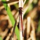 Libelle am Gartenteich