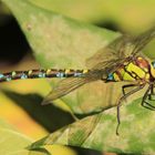 Libelle am Gartenteich