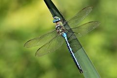 Libelle am Gartenteich