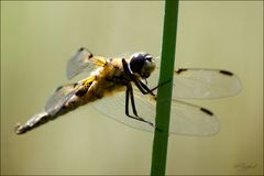 Libelle am Gartenteich 6